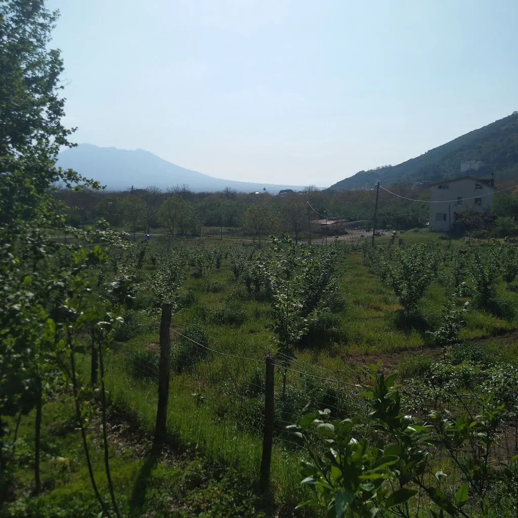 Ristorante Il Cortile_San Martino Valle Caudina_slider_image_2