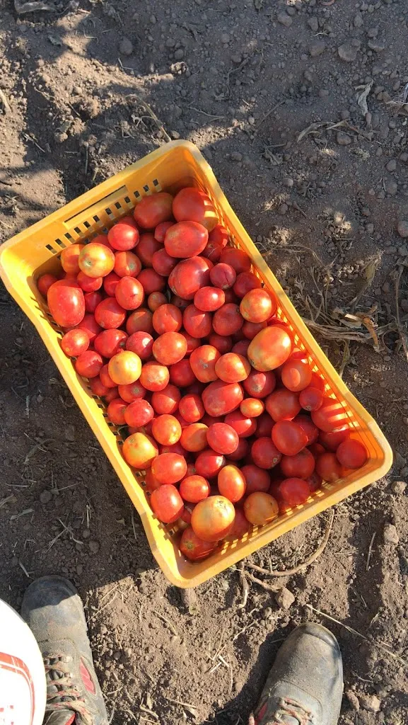 Menu_Agriturismo Azienda Agricola B&B Arcadia_San Nicola Manfredi_image_7