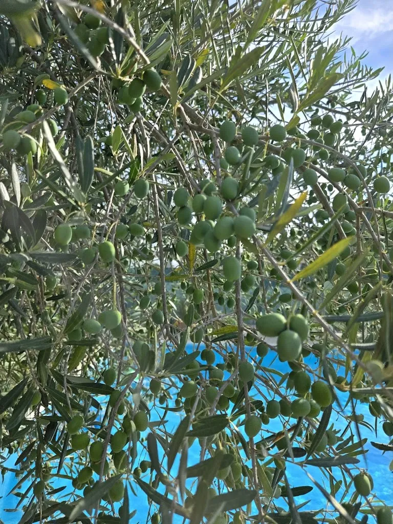 gennaro scognamiglio_The Queen Bee Farm_Sant'Agata de'Goti_review