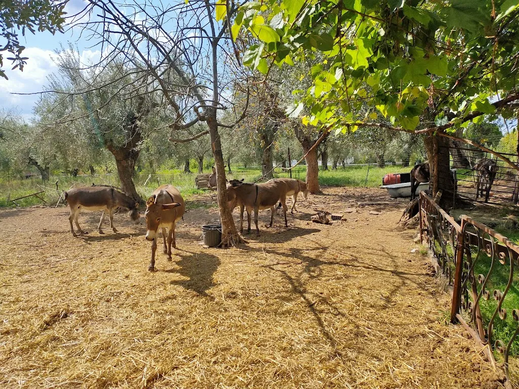 Natasha Pudikova_La Fattoria Del Melopiano_Sant'Angelo d'Alife_review