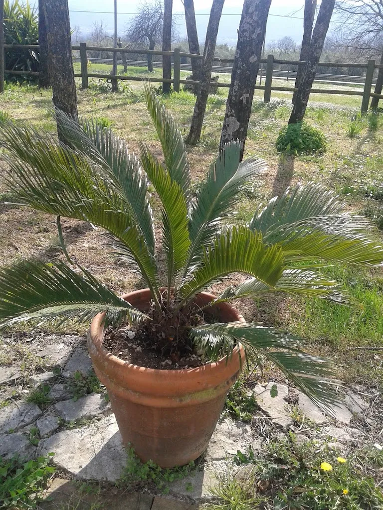 Ristorante - Pizzeria 