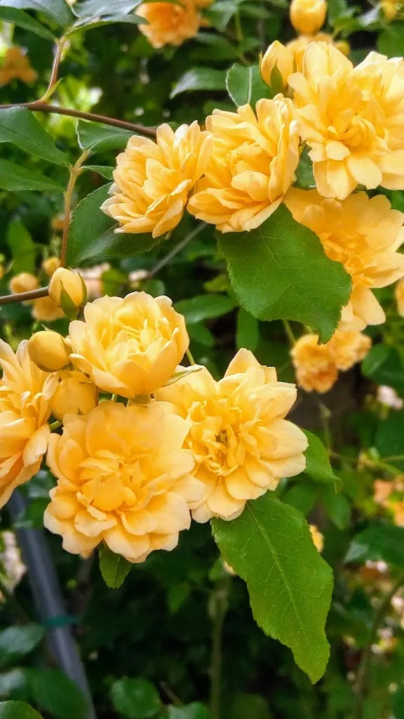 Rosticceria Lo Sfizio Pizza In Teglia_Sant'Angelo dei Lombardi_slider_image_2