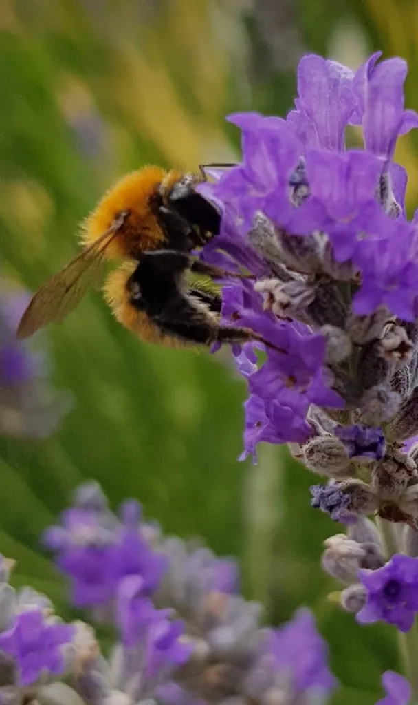 Giovanni Lamparelli_Agriturismo Casale Santa Barbara_Santa Croce del Sannio_review