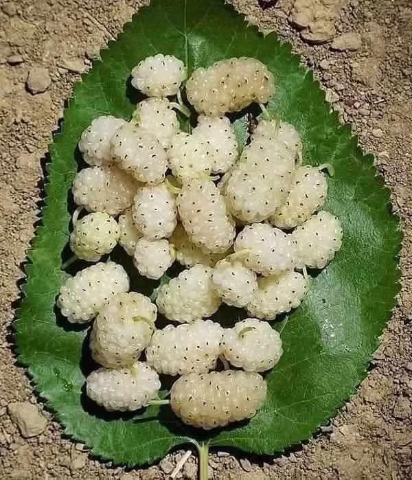 Bar Zarrillo_Senerchia_slider_image_1