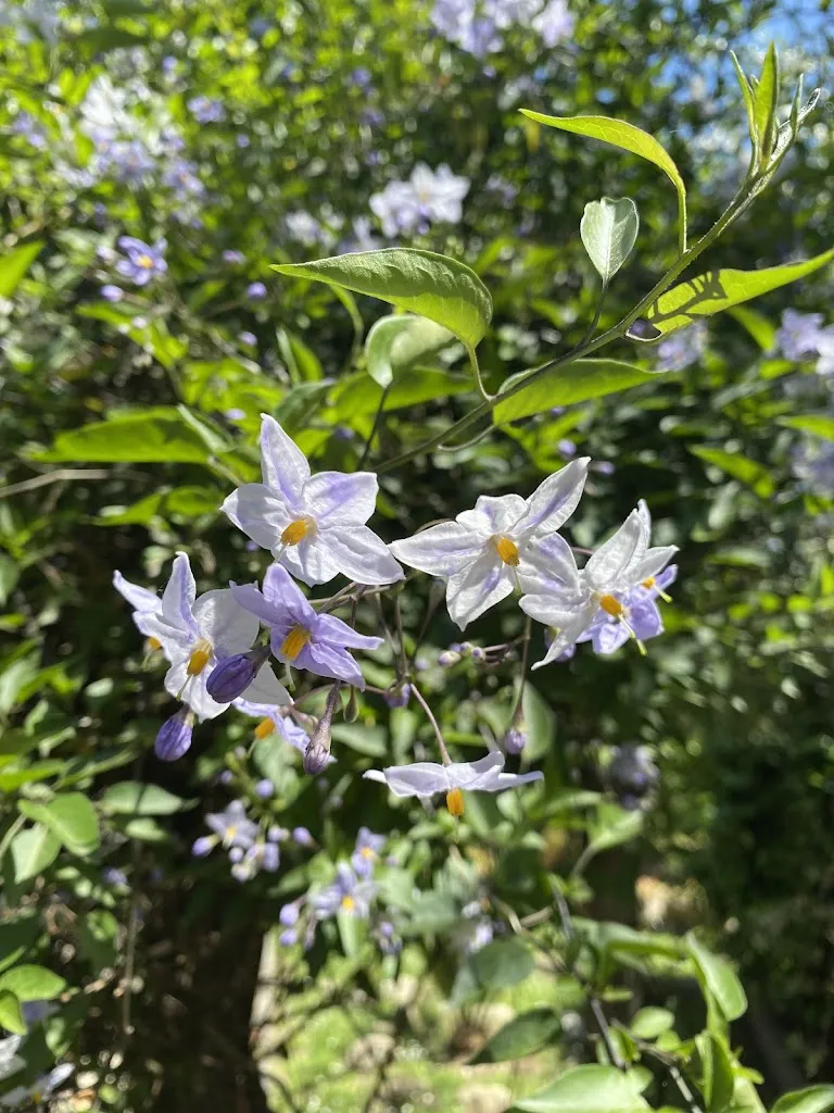 Salvatore Di Meglio_La Margherita_Summonte_recensione