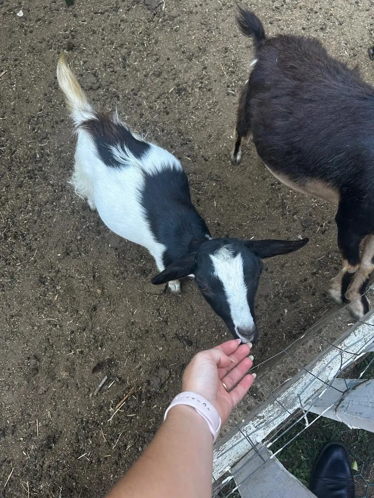 Vincenzo Maffeo_Agriturismo Miravalle - Valle di Maddaloni CE_Valle di Maddaloni_review