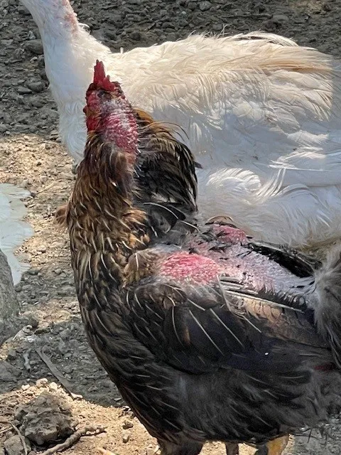 Maria Vittoria Cinelli_Agriturismo La Quercia Verde_Alseno_review