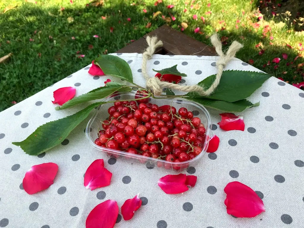 Menu_Agriturismo Casa Molinari_Bertinoro_immagine_2