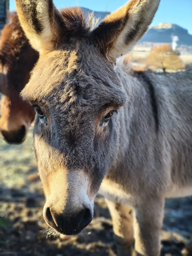 IMtrigirl_AgriQuartuccio b&b / Q ristorante_Oricola_Bewertung