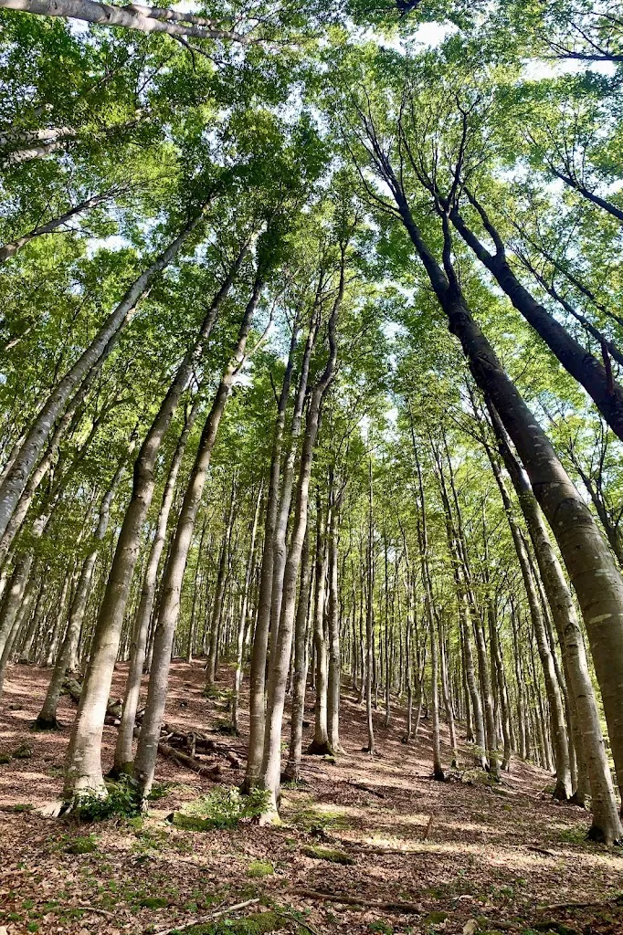 La Zia Cate_Chalet Del Molinatico_Borgo Val di Taro_review