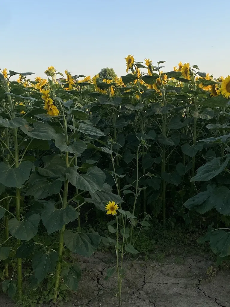 Eleonora Corvatta_Il Laghetto di San Donato Ristorante Pesca Sportiva_Budrio_review