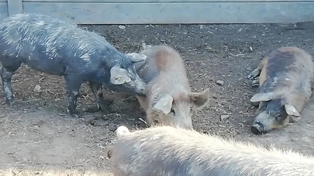 Farmhouse La Rocchetta_Castel d'Aiano_slider_image_2