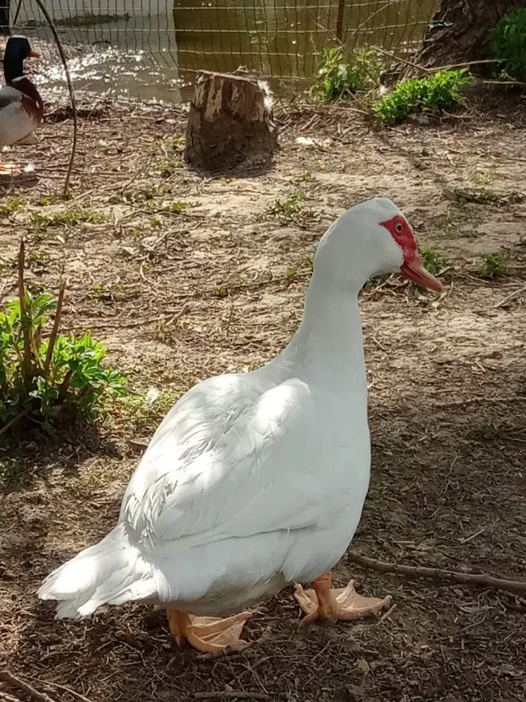 Mel G_Lo Chalet del Gallo_Castel San Giovanni_Bewertung