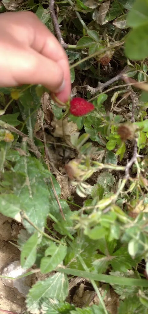 Menu_Rifugio La Serra_Ovindoli_image_6