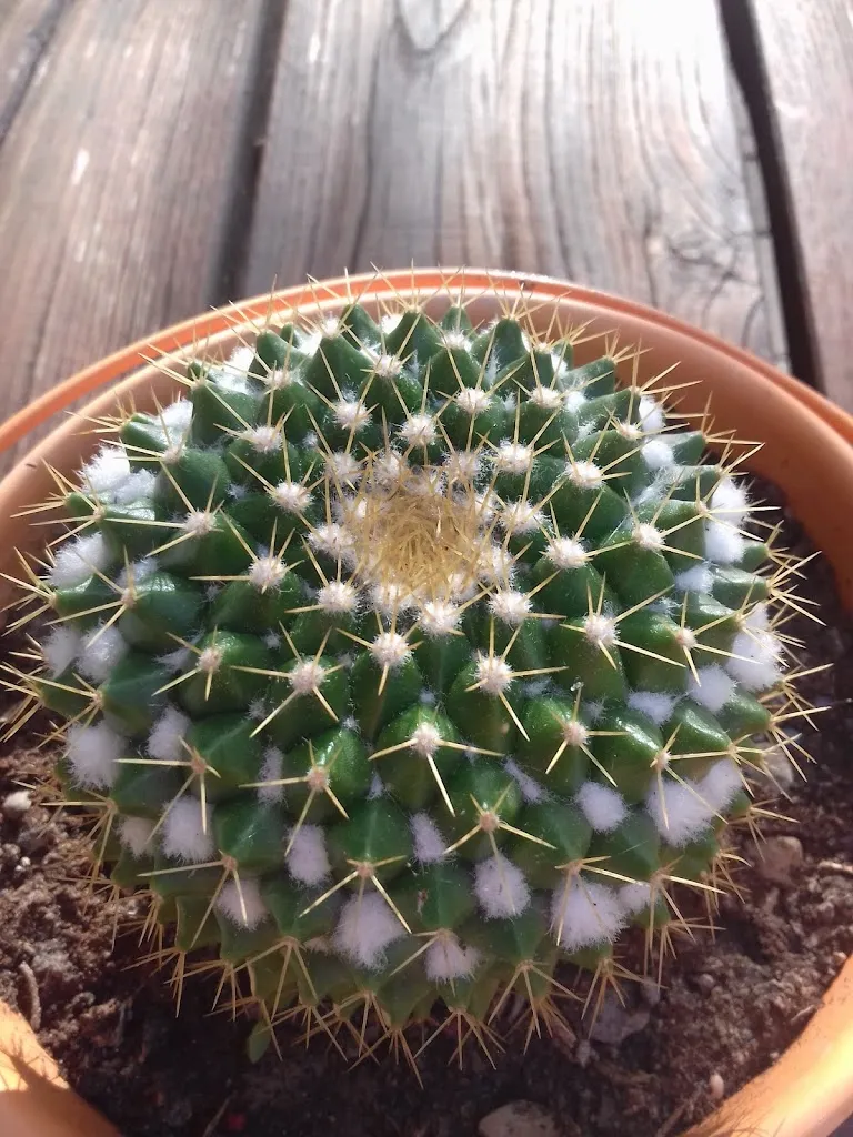 Menu_Agriturismo il gufo e la civetta_Civitella di Romagna_image_1