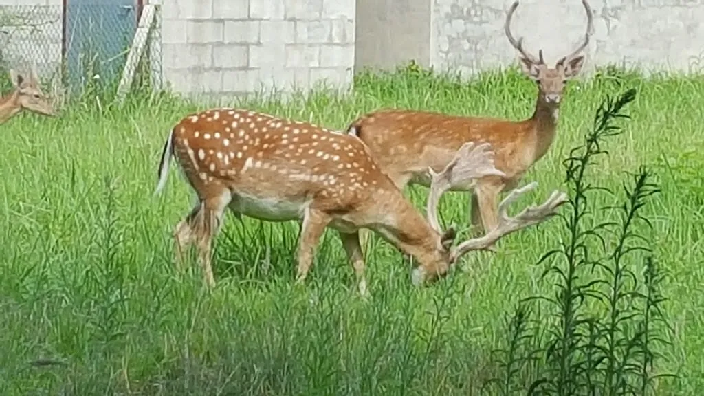 La Prima Tentazione Srl_Codigoro_slider_image_2