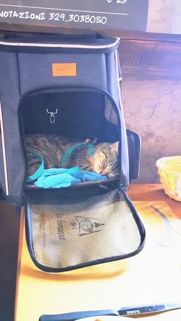 Gigia TravelCat_Osteria del Mare La Lampara_Cesenatico_review