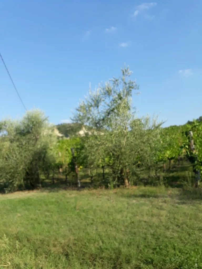 Helena VIVIANE vadouva. Nina_Trattoria MontePaolo con Locanda - Specialita' Carne Chianina_Dovadola_recensione