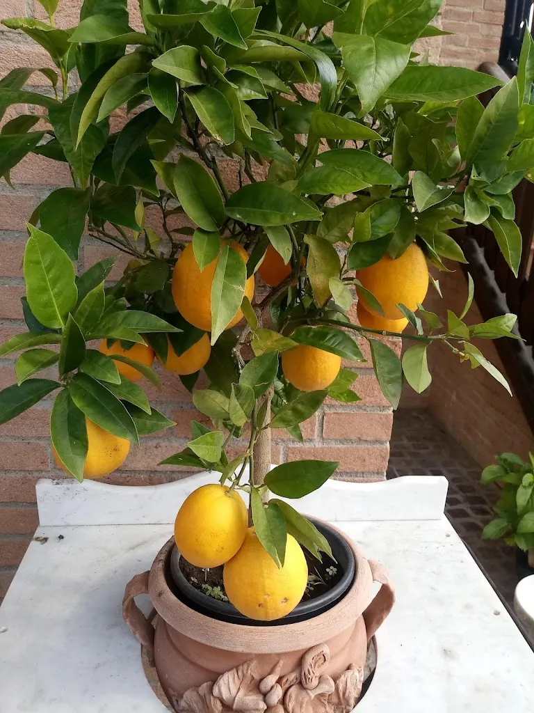 Menu_Pane Vino e Maialino S.R.L._Fanano_image_9