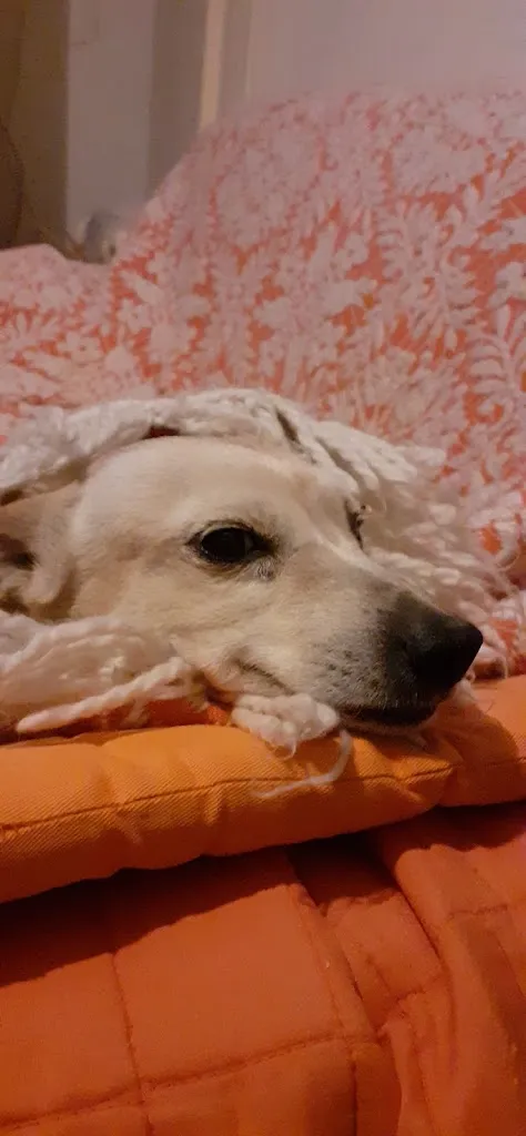 Nuovo Rugantino C. R._Bellante_slider_image_3