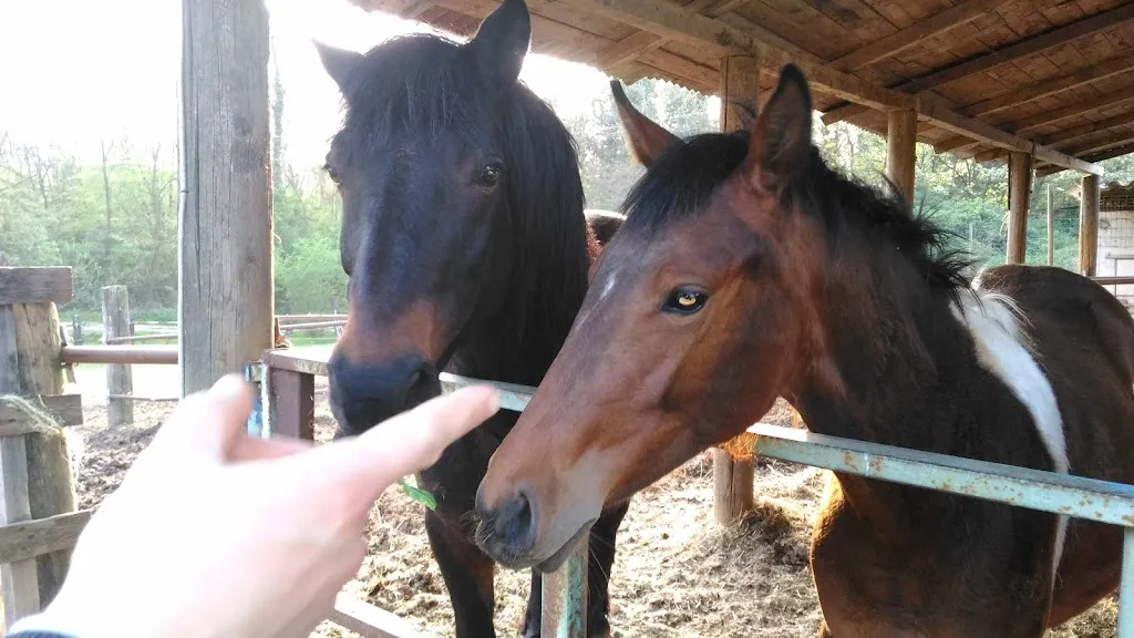 steva 715_The Fornio Woods_Fidenza_review