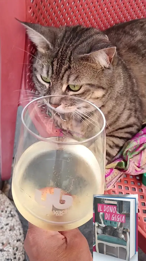 Gigia TravelCat_Yacht Bar_Ortona_review