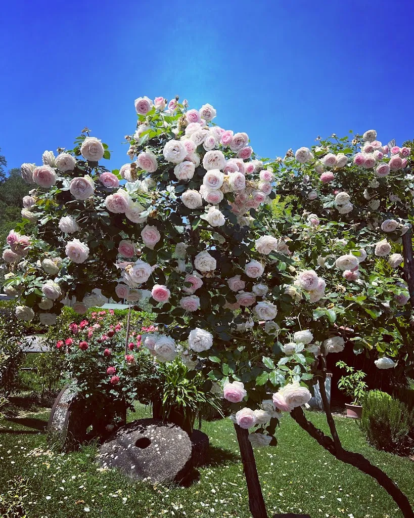 Paris Diamond_Trattoria 