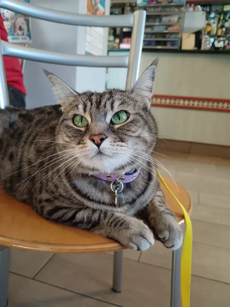 Gigia TravelCat_Bar Trattoria Pina_Grizzana_review