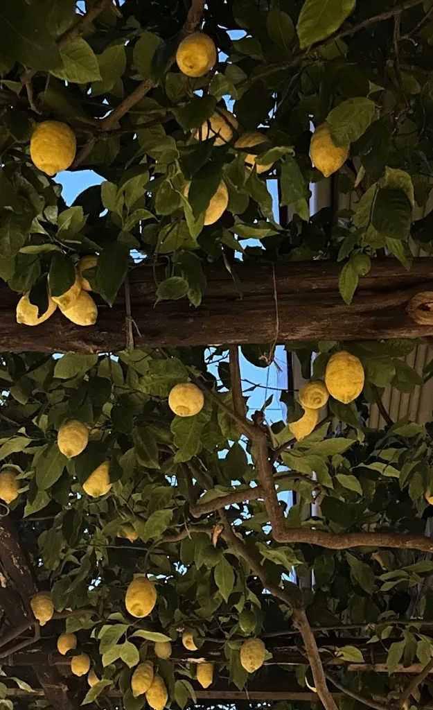 Ahmed R. Al-Absi_Ristorante da Paolino_Pescocostanzo_review