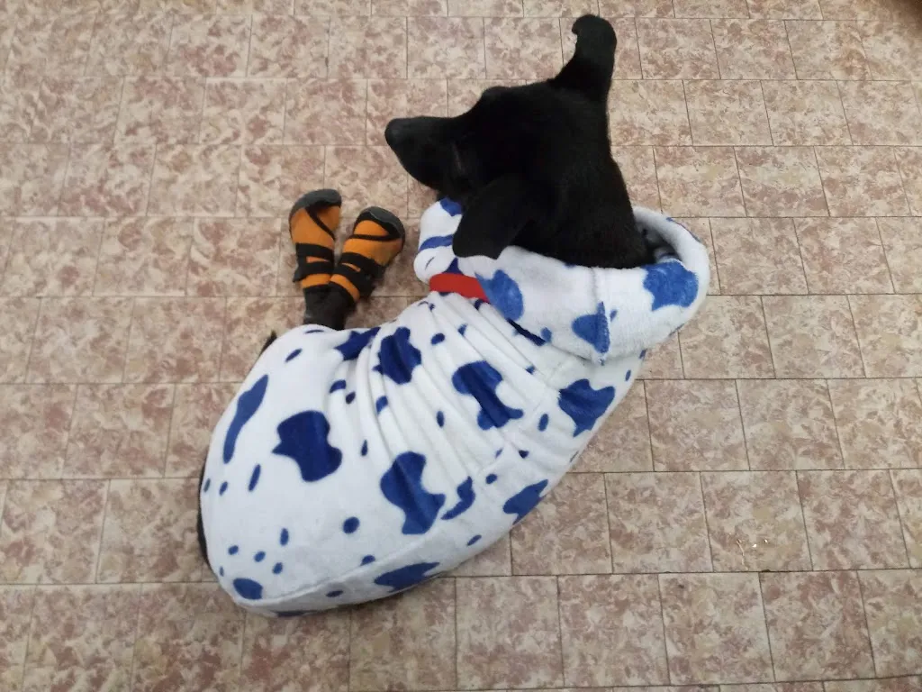 La Fra_Cazzato Anna_Longastrino_review