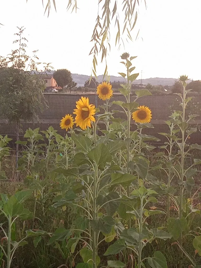 Bio Family Ranch_Longiano_slider_image_3