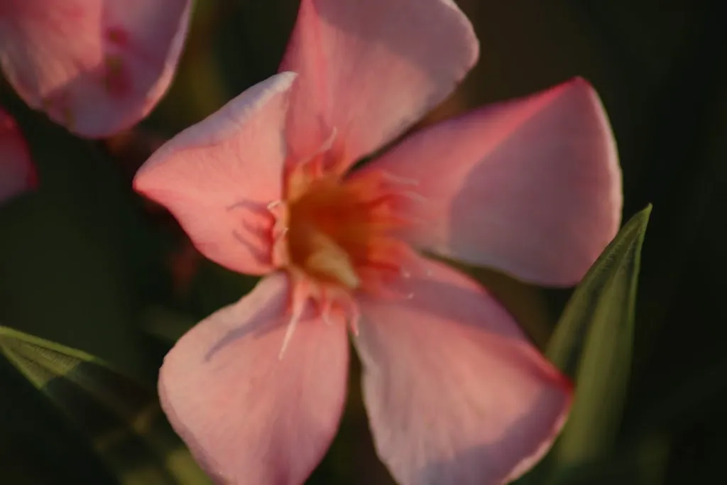 Giacomo Sangiorgi_Agriturismo Ceriano_Modigliana_review