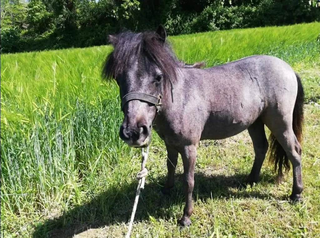 Agriturismo Il Capannino_Monte Colombo_slider_image_3