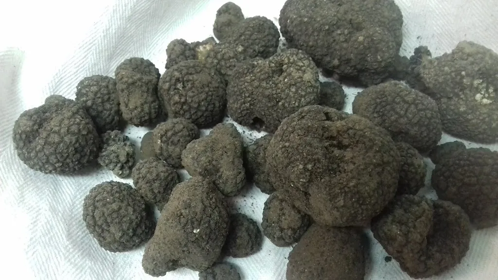 Menu_La Campagnola Trattoria con Alloggio_Misano Adriatico_image_9