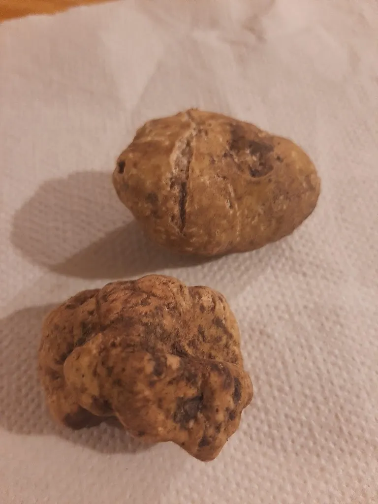 Menu_Circolo Arci Campora Neviano_Neviano degli Arduini_image_5