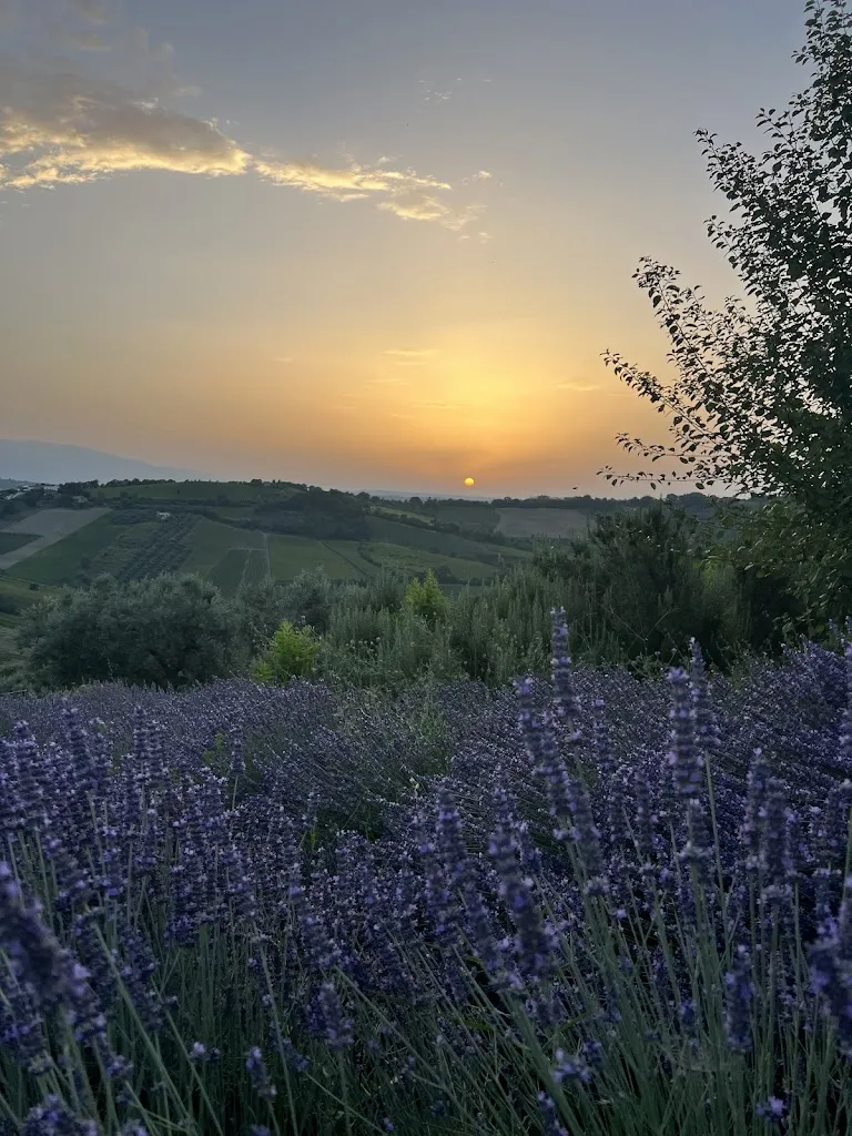 Maira Antolini_Abruzzo Lavanda_Pollutri_review