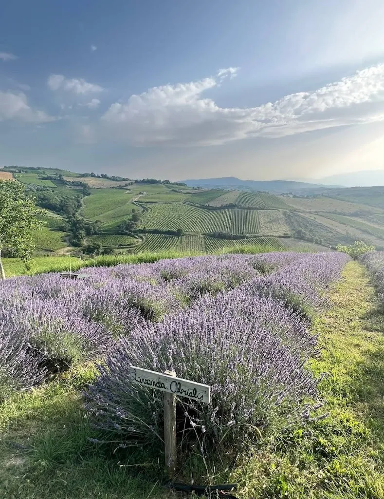 Abruzzo Lavanda_Pollutri_slider_image_3