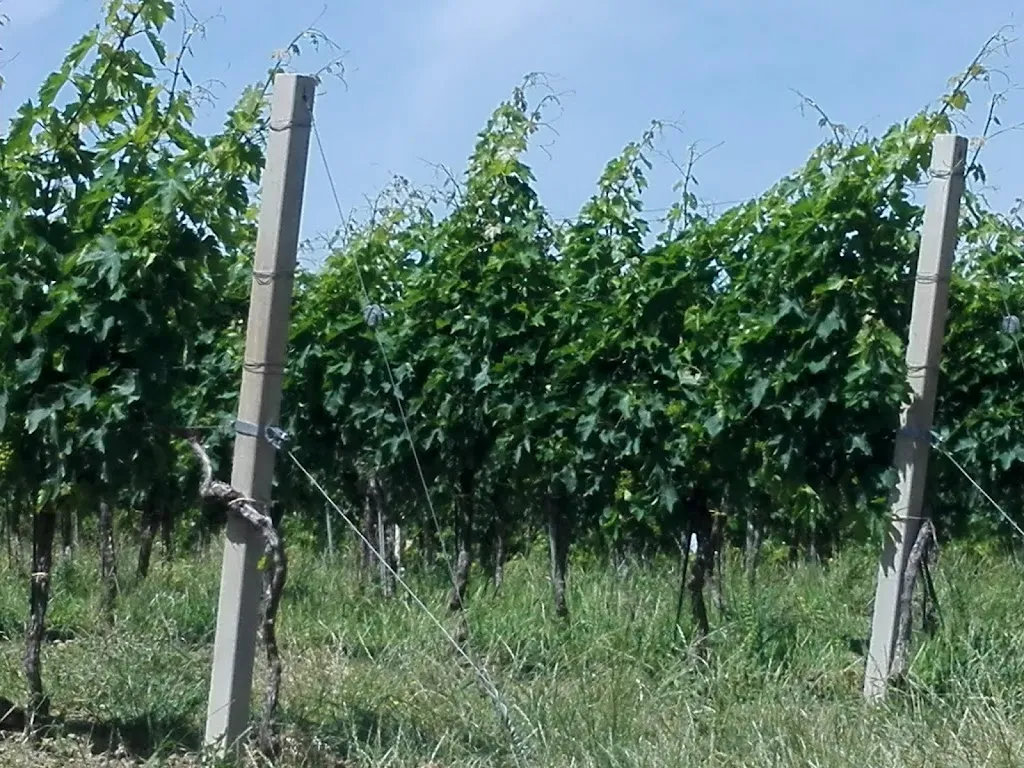 Cantina Sociale S. Nicola_Pollutri_slider_image_3