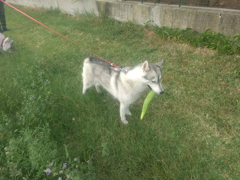 Bar Cirul restaurant in Pontegradella