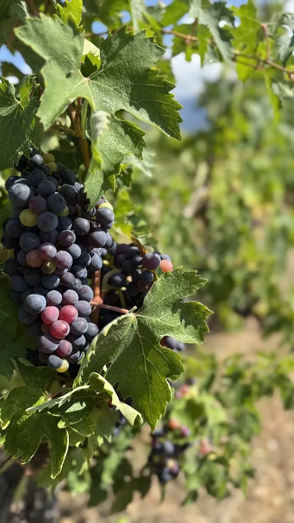 Tony Matthews_Cantina Margiotta_Pratola Peligna_reseña