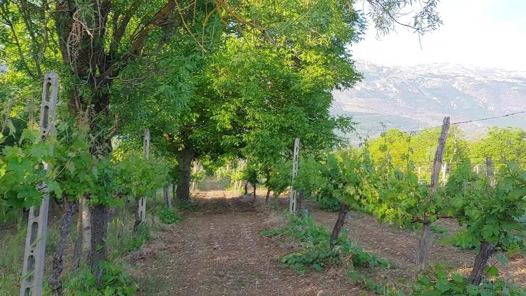 Cantina Margiotta_Pratola Peligna_slider_image_2