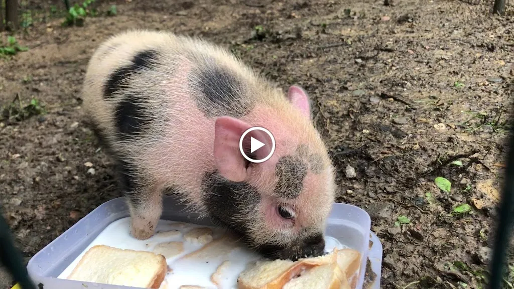 Bar Ristoro Ponte Verde_Sala Baganza_slider_image_2