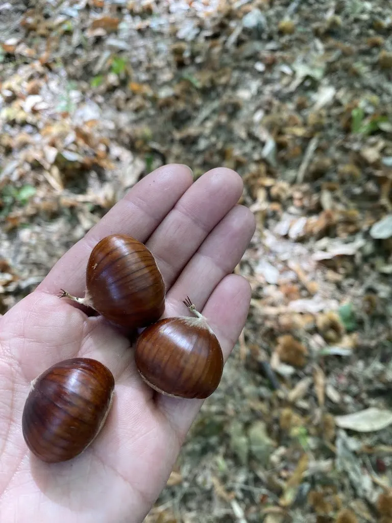 Menu_Il Lago Lungo di Bagno di Romagna  - Ristorante & Eventi_San Piero in Bagno_image_6
