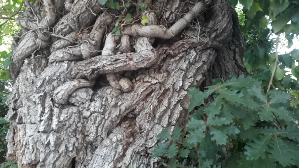 Agriturismo il Farneto_Sogliano al Rubicone_slider_image_2