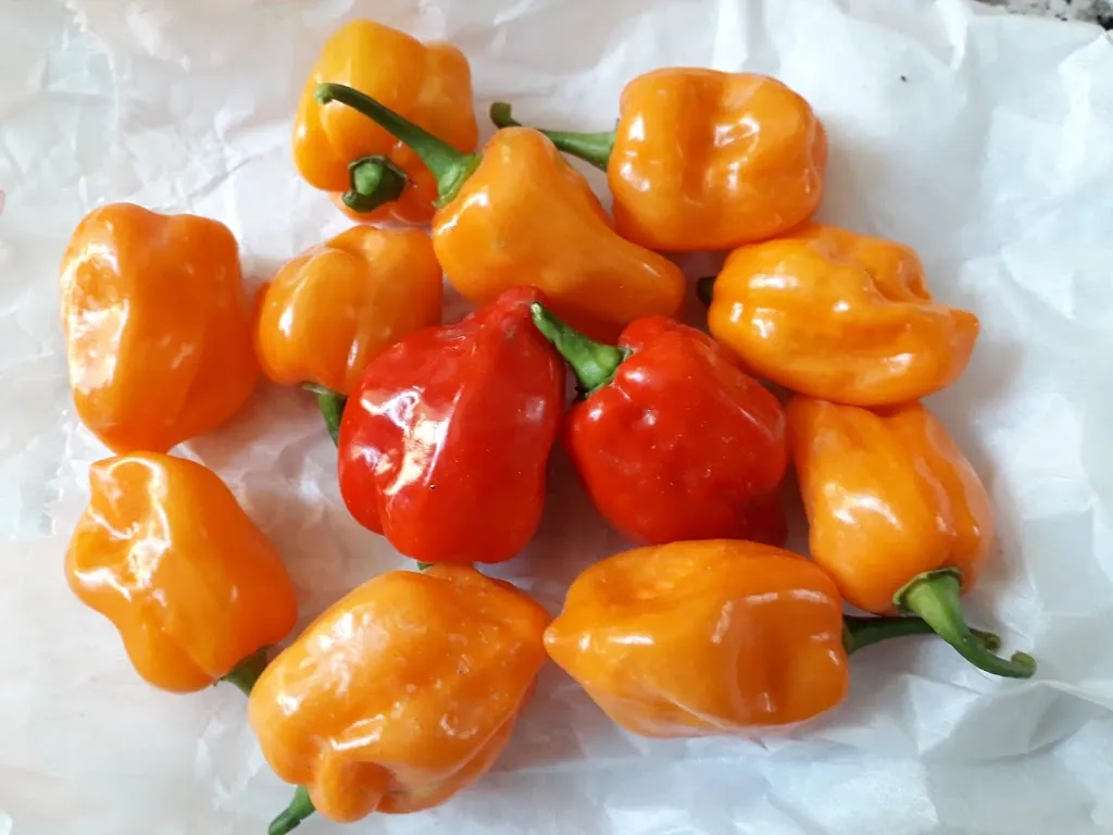 Menu_Porta In Tavola Di Lami Fausto | Catering | Ristorante Soliera  | Cucina Tradizionale Emiliana_Soliera_immagine_5