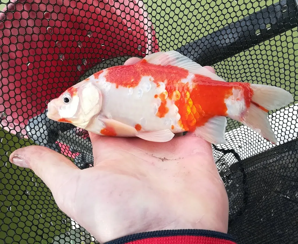 Menu_Laghi le Ruote_Soragna_image_3