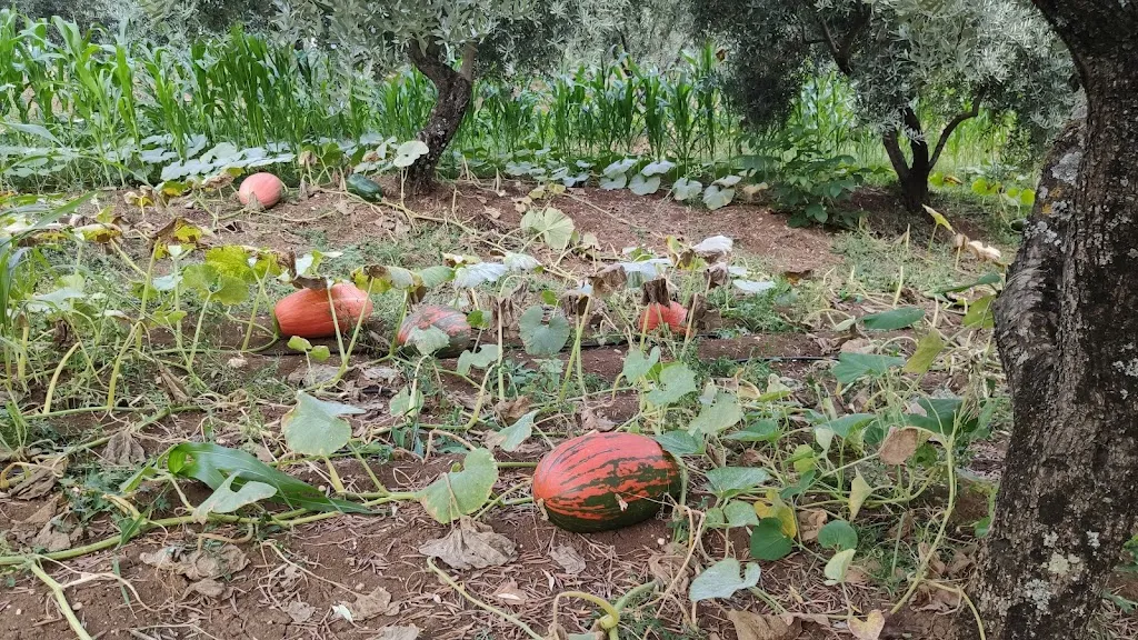 Antonio Fasulo_Agriturismo Colle Pennacchio_Roccavivi_review