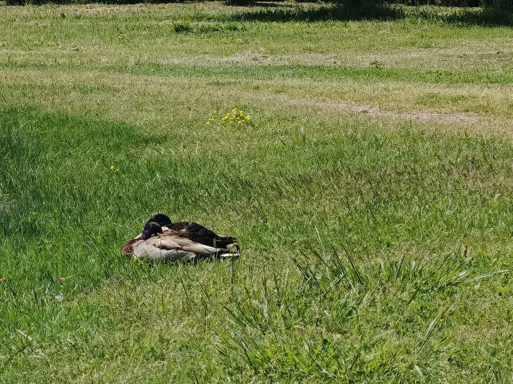 Federico Lazzarelli_Laghi cronovilla_Traversetolo_review