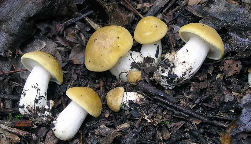 Sheila Giordani_Il mulino da Elena e Lia_Verghereto_review