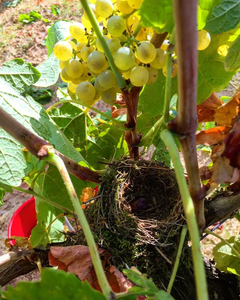 Azienda Vitivinicola La Caminà_Vernasca_slider_image_2